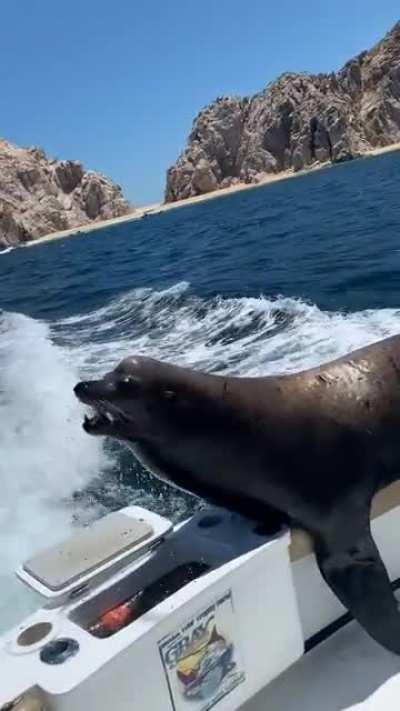 Sure, just leave the bait tank open, WCGW