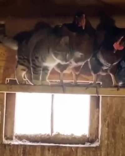 The cat decided to become a chicken!Lol