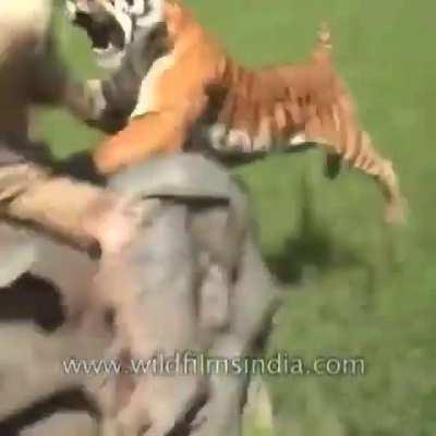 This Is Why You Don't Piss Tigers Off