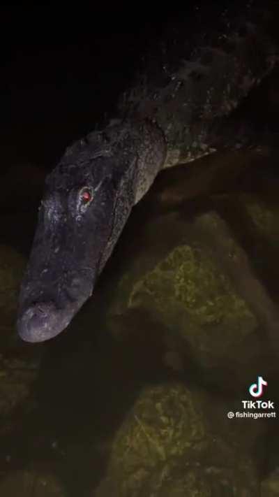 The Everglades are scared of him