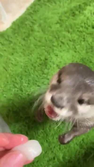 cat (watch with sound)