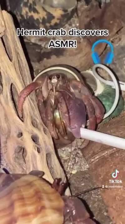 Burt The Hermit Crab Discovers ASMR and Becomes The Best Crustacean ASMR-tist In Nevada!