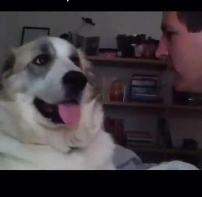 Don't stare me for too long you hooman