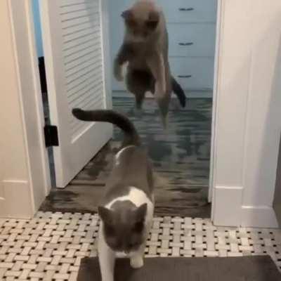 Boys will be boys😼