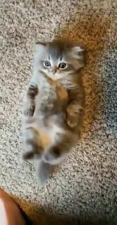 Potato requires belly scratches