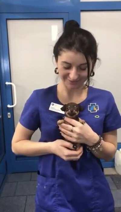 Puppy's Smile Makes Your Day