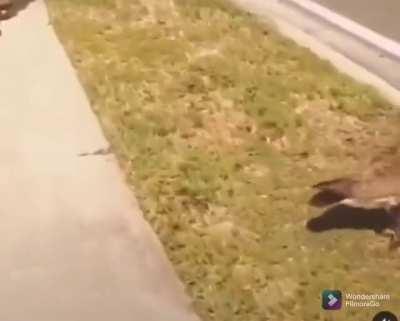 Man attempts to hit geese