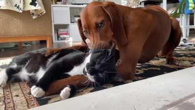 My dog just grooming the cat with nibbles