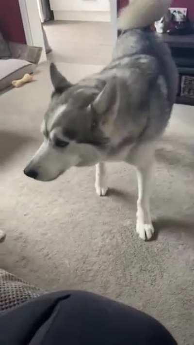 Young husky gets sassy and throws a tantrum, older one just watches.