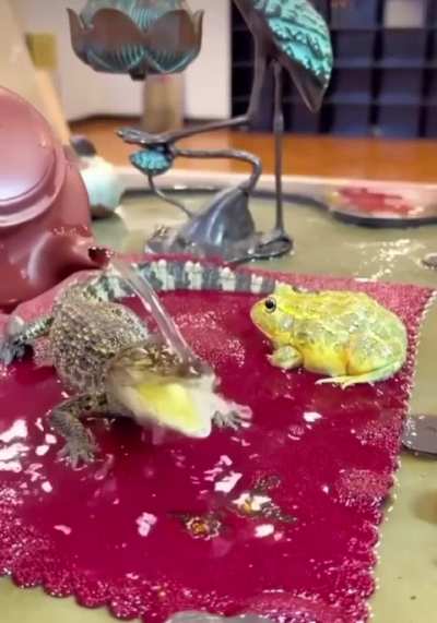 Baby gator in a moment of bliss