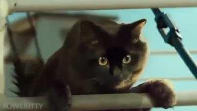 One of the cats that traveled on Titanic...