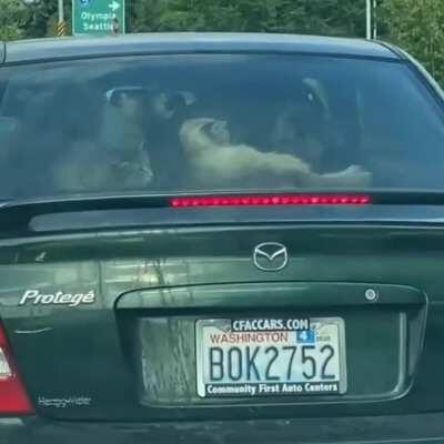 A car filled with cats does it