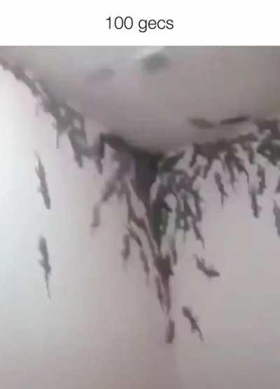 The other 98 gecs have been found