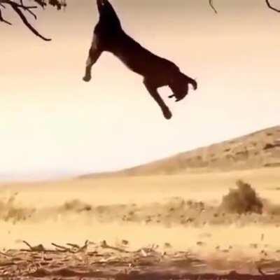 🔥 Caracal's grab and bite in mid air