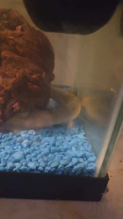 What are the genders of my bichirs