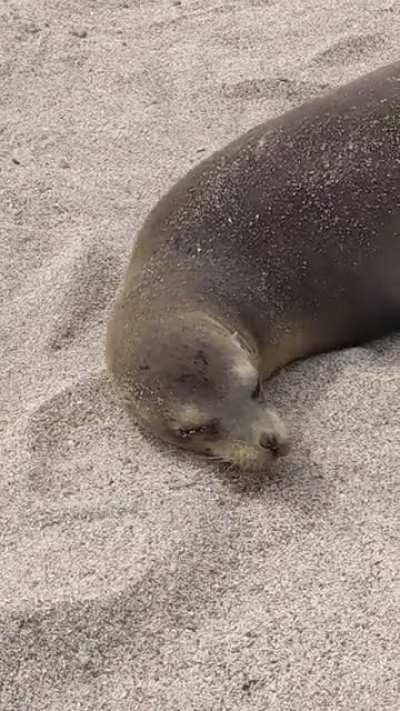 Lizard has no respect for this sea lion's beauty sleep.