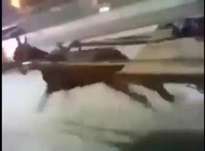 SF1000 after the russian vodka upgrade.