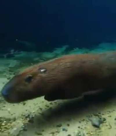 Unsettling view of the underwater but a cute capybara
