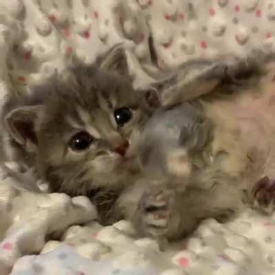 Little Imogen the foster kitten!