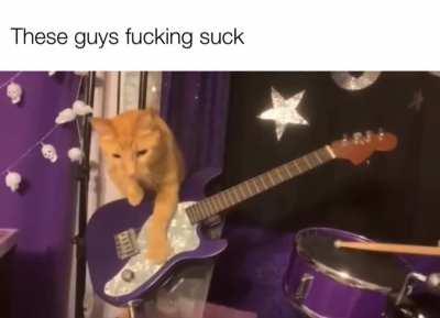 I taught my Kcats to play Moonchild, please rate them 🥺😸