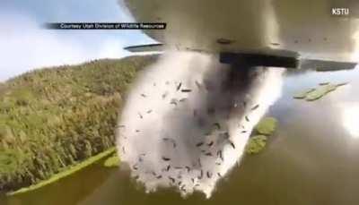 Populating lakes with fish by dropping them from an airplane