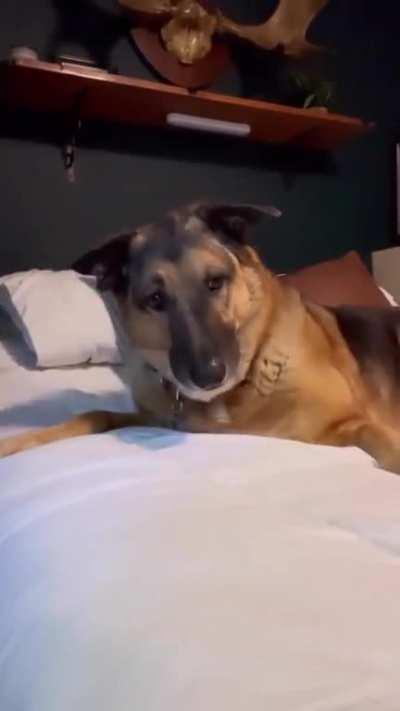 Brain is loading....