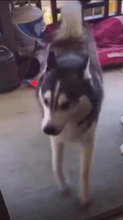 Dog shows human his dance of his people