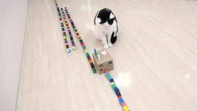 Cats and dominos