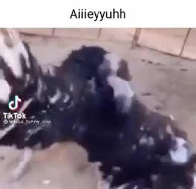 Reject humanity, become Ostrich.