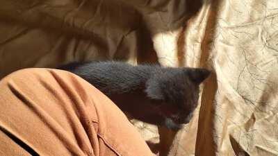 Feral Kitten Taming Day 4 - Cuddles and Sunbeams