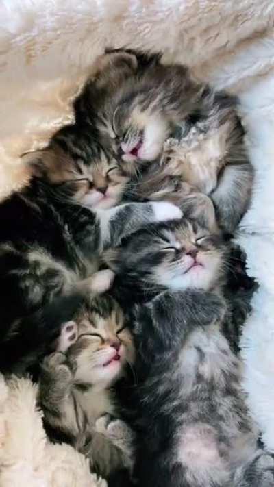 Ein Haufen knuddeliger Katzenbabys (vorsicht laut)