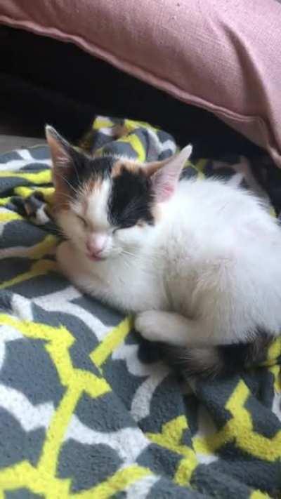 Coco is very annoyed with Oso barking at the neighbors while she’s trying to nap.