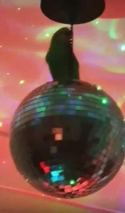 Boogie Budgie 🕺🏽🪩✨