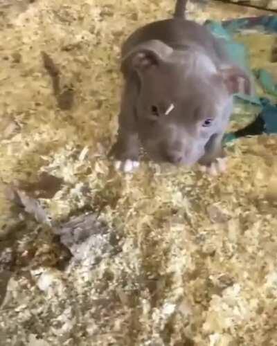 Merkon teese isn't so happy today cause he won't be going out😁😍🤗