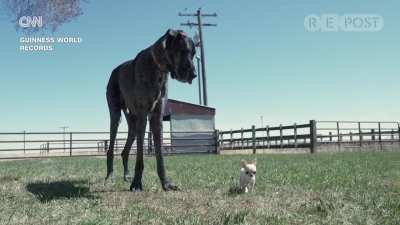 The world’s tallest and smallest dogs just met in Idaho Falls — a Great Dane standing 3’3” (101 cm) and a Chihuahua just 3.59” (9.14 cm) tall