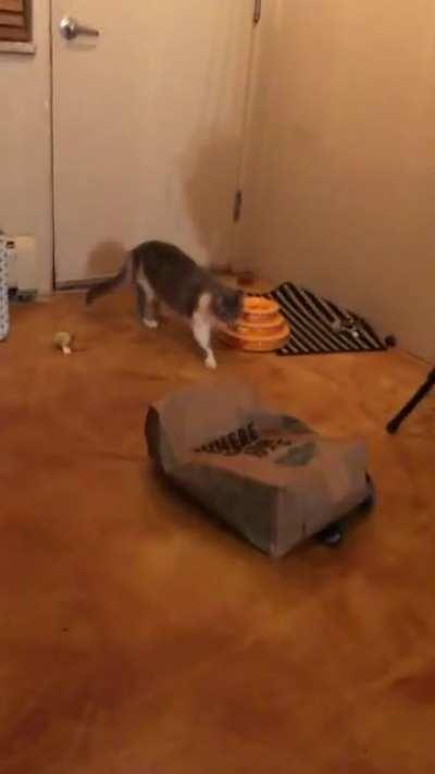 Cat minding her own business...