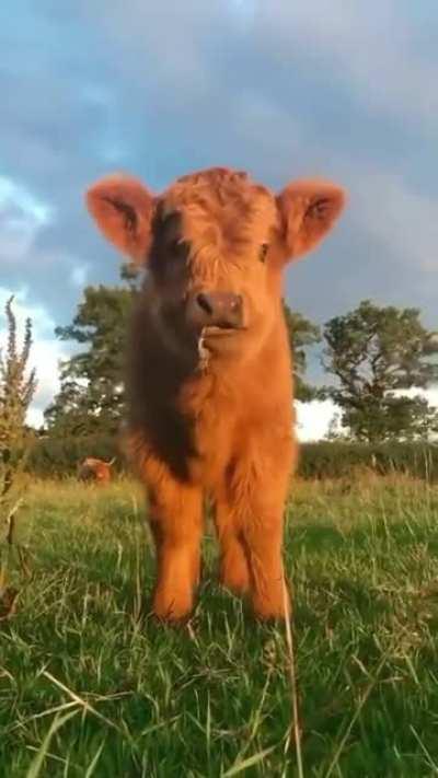 Some cuteness to start your day off! 🐮 😍