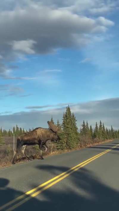 Magnificent Moose crossing the road