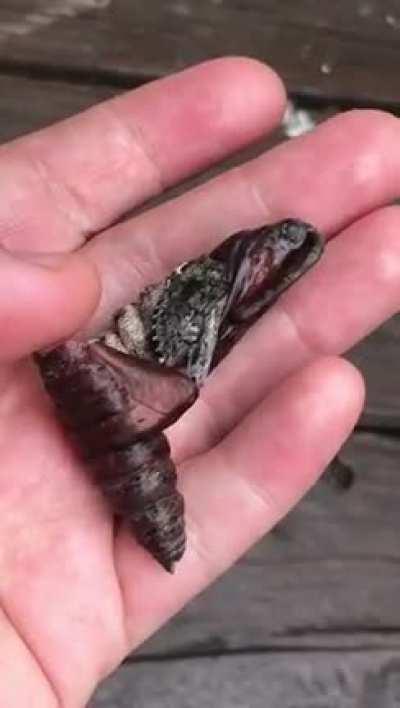 Hawk Moth emerging in my hand (oc).