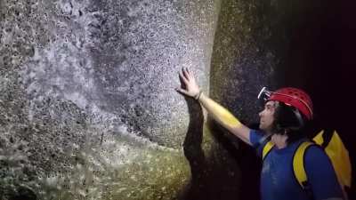 Scientists discovered the world’s largest spiderweb, covering 106 m² in a sulfur cave on the Albania-Greece border. Over 111,000 spiders from two normally rival species live together in a unique, self-sustaining ecosystem—a first of its kind.