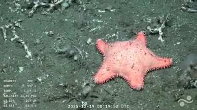 Apareció otra estrella culona en el fondo del mar