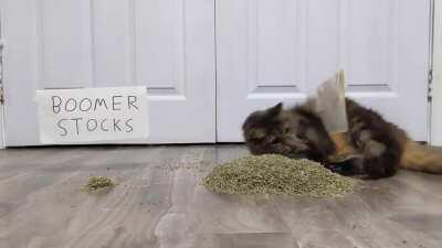 My cat likes the stock