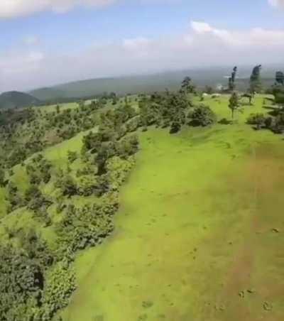 🔥 a hawk takes a drone down mid flight 🔥