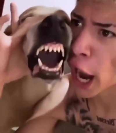 The dawg and the dog