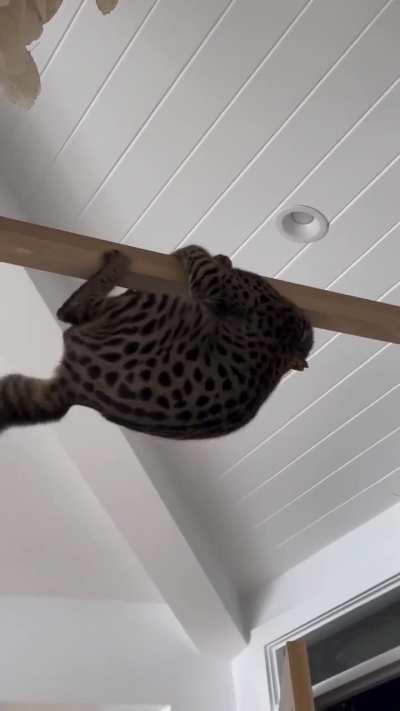 Trapeze artist wunkus