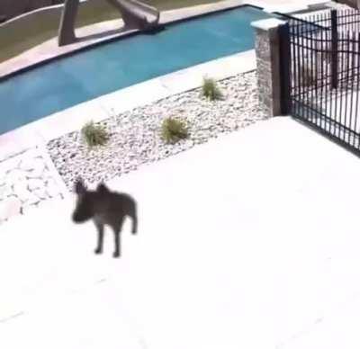 Posting yeens until I get to pet one day 1149 POV youre being yeened