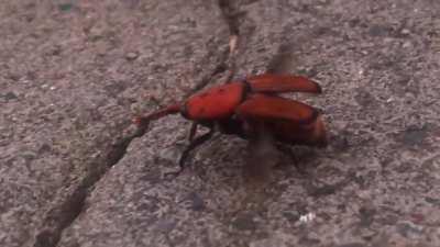 Bigboi Weevil on Madeira with veeeery cool wings. Didn’t expect how loud he was ✈️