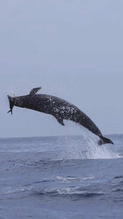 Have you ever seen a False Killer whale? Have you ever seen one breach to catch a Mahi Mahi?
