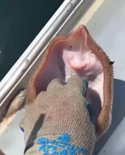 Thanks, I hate ticklish stingrays