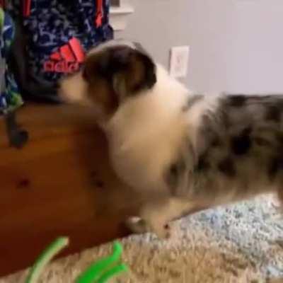 It's called a guilty dog test. The guilty dog can't look straight at the object broken